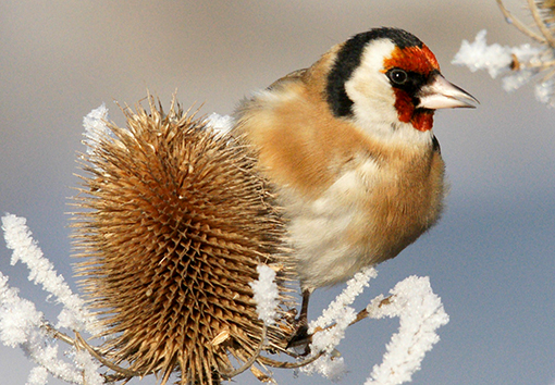Photograph of Goldfinch in Winter
