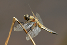  Four Spotted Chaser