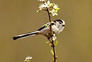  Long Tailed Tit