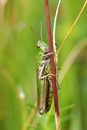  Meadow Grasshopper