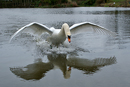  Mute Swan