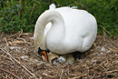  Mute Swan at Nest