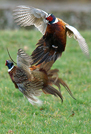  Pheasants Fighting